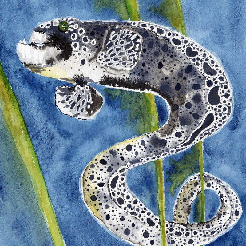 Neither wolf nor eel